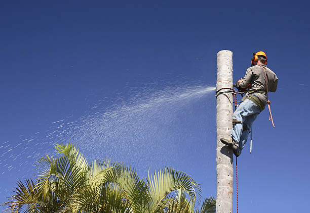 Best Commercial Tree Services  in Tamaqua, PA