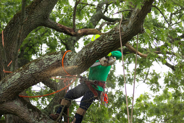 Reliable Tamaqua, PA Tree Services Solutions