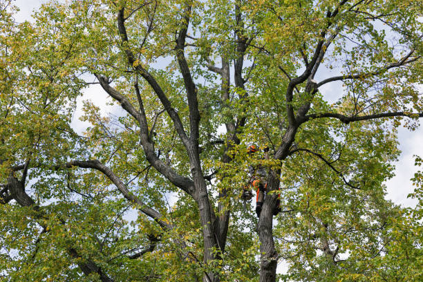 How Our Tree Care Process Works  in  Tamaqua, PA